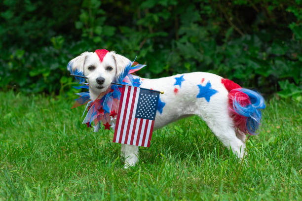 istock Dog standing holding american flag 1168612532