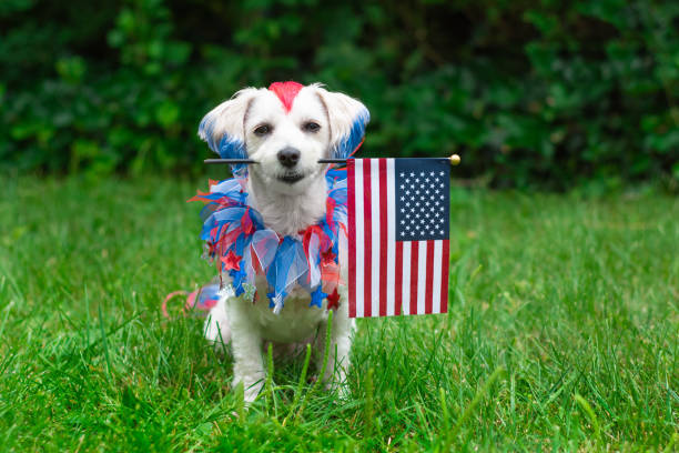 istock Small dog holding american flag 1168612629