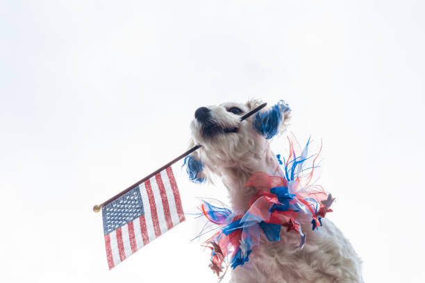 istock Dog holding flag in mouth with sky 1168612632