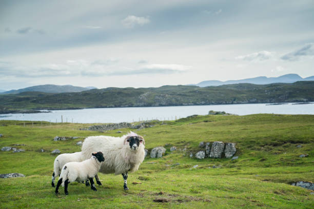 овцы с ягнятами на болоте в шотландии - hill grass heath moor стоковые фото и изображения
