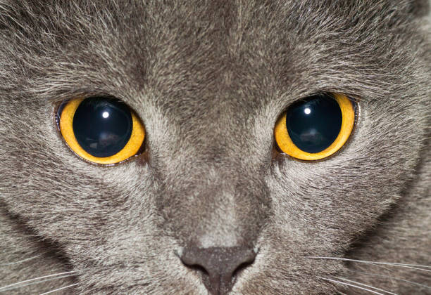 yeux jaunes d'un plan rapproché britannique gris de chat - domestic cat playful cute close up photos et images de collection