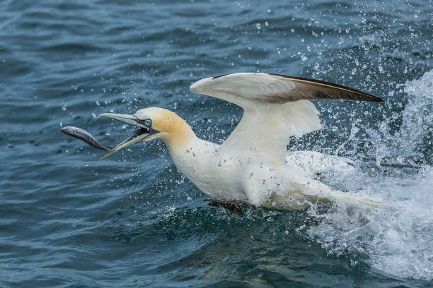 gannet - sea bass imagens e fotografias de stock