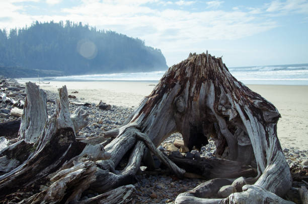 istock Cape Meares Wood Formation 1168618657