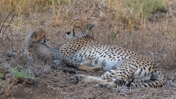 istock Cheeta with her baby 1168619025