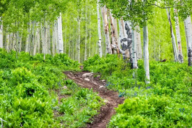 Snodgrass trail steep footpath up in Mount Crested Butte, Colorado in National Forest park mountains with green aspen trees forest in summer