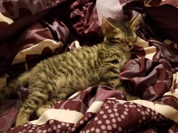 istock black and white fur kitten sleeping on purple and white blanket 1168619345
