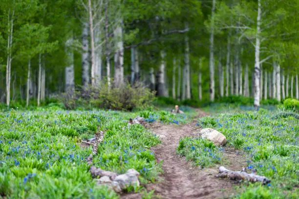 Rocky path with bluebell flowers in Crested Butte, Colorado with Snodgrass hiking trail in summer leading to green forest