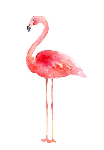 istock Watercolor pink flamingo on white background 1168621089