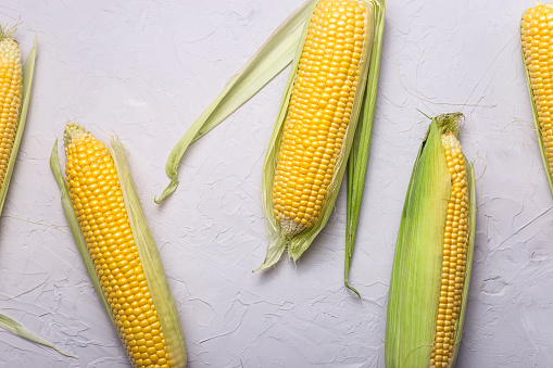 Raw corn swings on a texture gray table. Top view, flat lay