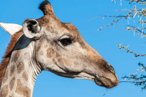 An extreme closeup of an Angolan Giraffe - Giraffa giraffa angolensis- head. Etosha National Park, Namibia.