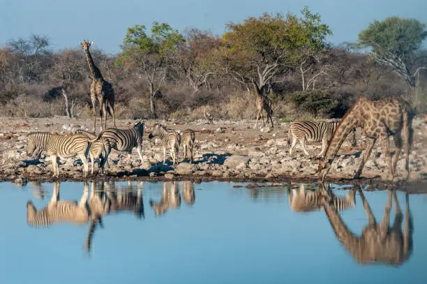 A group of Angolan Giraffe - Giraffa giraffa angolensis- and Burchells zebra -Equus quagga- burchellii)drinking from a waterhole, while being reflected in the surface of the water. Etosha National Park, Namibia.