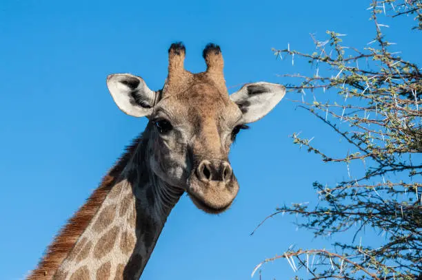 An extreme closeup of an Angolan Giraffe - Giraffa giraffa angolensis- head. Etosha National Park, Namibia.