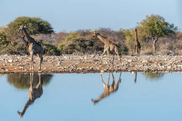 A group of Angolan Giraffe - Giraffa giraffa angolensis- drinking from a waterhole, while being reflected in the surface of the water. Etosha National Park, Namibia.