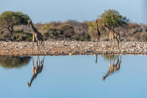 A group of Angolan Giraffe - Giraffa giraffa angolensis- drinking from a waterhole, while being reflected in the surface of the water. Etosha National Park, Namibia.