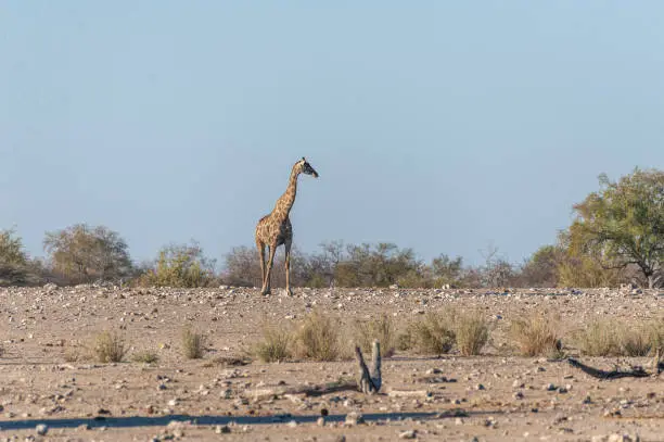 An Angolan Giraffe - Giraffa giraffa angolensis- Walking on the plains of Etosha National Park, Namibia.