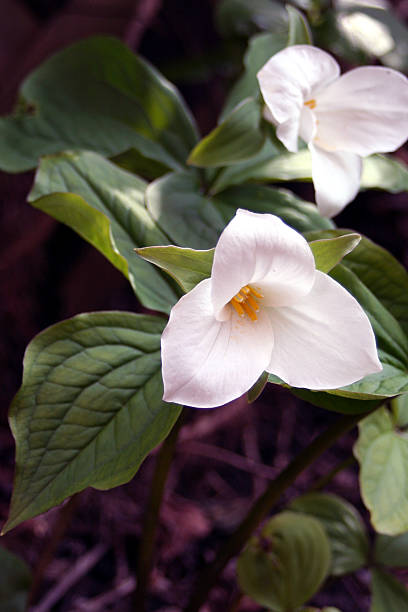 istock Ontario Trillium Flower 116862280