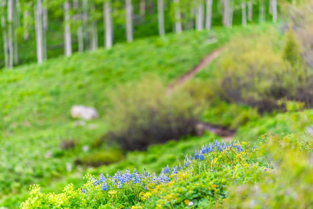 grupa niebieskich kwiatów łubinu w mount crested butte, colorado w lecie z zieloną trawą i tłem lasu osiki - wildflower flower colorado lupine zdjęcia i obrazy z banku zdjęć