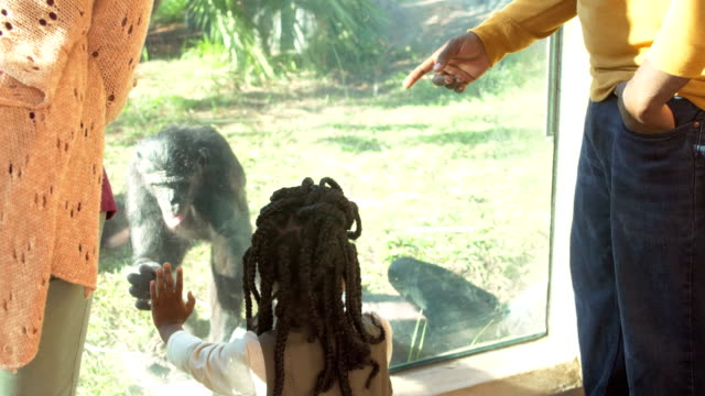African-American family of five at the zoo, bonobos