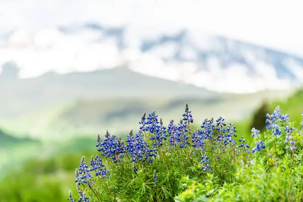 Closeup of group of blue purple lupine flowers in Mount Crested Butte, Colorado in summer with green grass