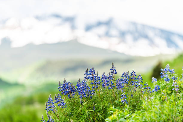 zbliżenie grupy niebieskich fioletowych kwiatów łubinu w mount crested butte, colorado w lecie z zieloną trawą - wildflower flower colorado lupine zdjęcia i obrazy z banku zdjęć