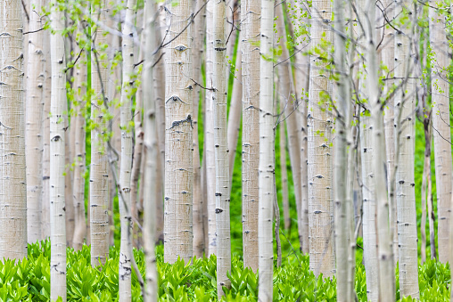 Patrón de árboles forestales de Aspen en verano en Snodgrass trail en Mount Crested Butte, Colorado en montañas del Parque Forestal Nacional con color verde photo