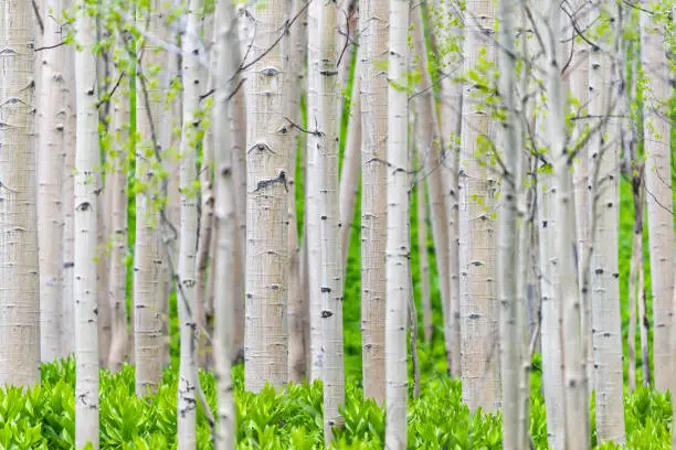 Aspen forest trees pattern in summer in Snodgrass trail in Mount Crested Butte, Colorado in National Forest park mountains with green color