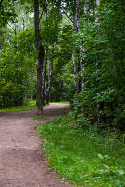 istock Personal perspective of walking on a path in the forest 1168628762