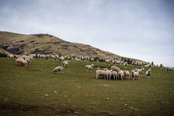 istock New Zealand Sheeps 1168630333