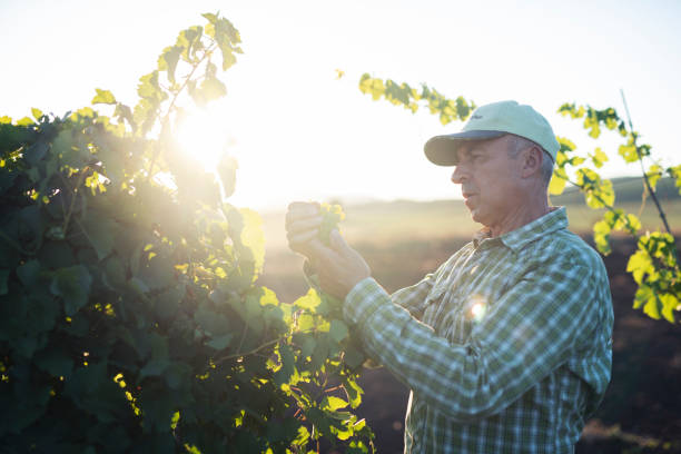 先輩農家はブドウの作物の味を味わう。 - senior adult caucasian farmer grape harvesting ストックフォトと画像
