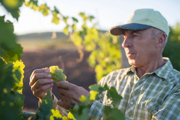 ブドウ畑の大人シニア農家。 - senior adult caucasian farmer grape harvesting ストックフォトと画像