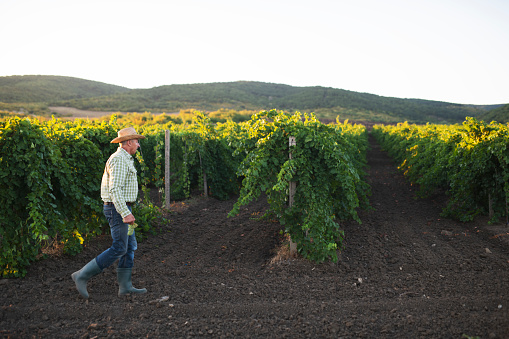 Senior farmer walking around his grapes field at sunset.