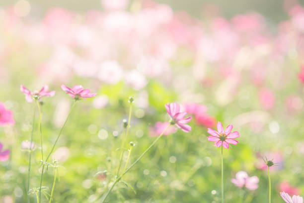 istock Soft, selective focus of Cosmos, blurry flower for background, colorful plants 1168631054