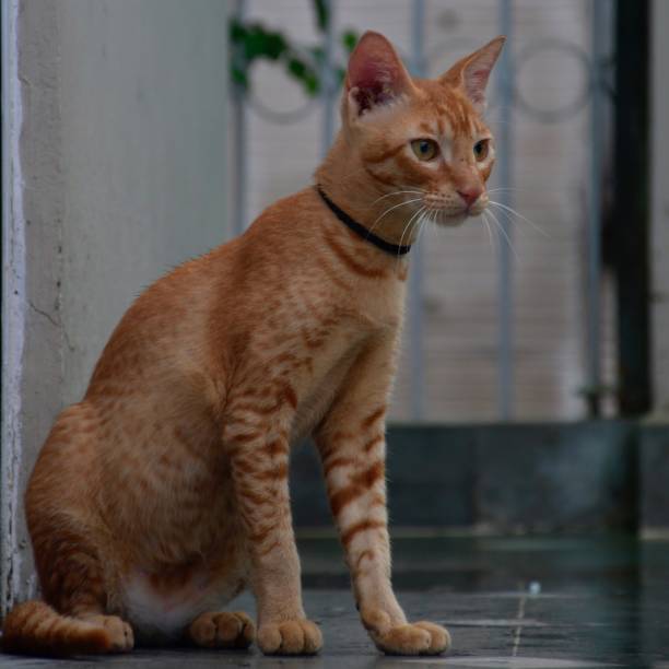 Cute cat posing for photograph