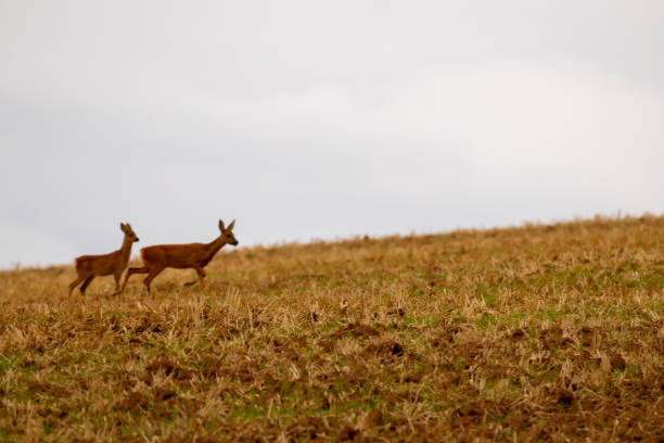 istock Very shy and observant deer graze on the field and later run into the sheltering forest 1168631289
