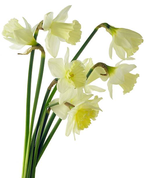 istock posy of daffodils 116863150