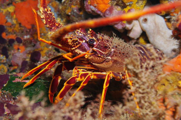 istock A spiny lobster underwater Mediterranean sea 1168632096