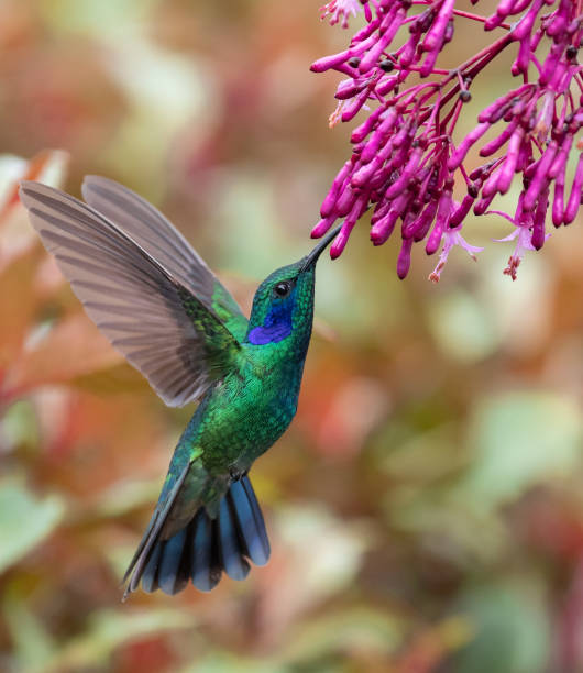 hummingbird in costa rica - throated imagens e fotografias de stock