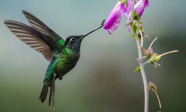 istock Hummingbird in Costa Rica 1168632104