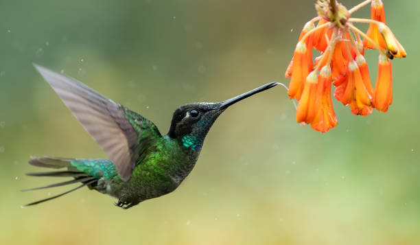 istock Hummingbird in Costa Rica 1168632679