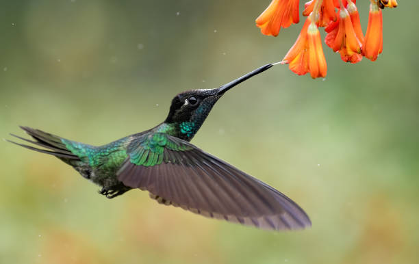 istock Hummingbird in Costa Rica 1168632708