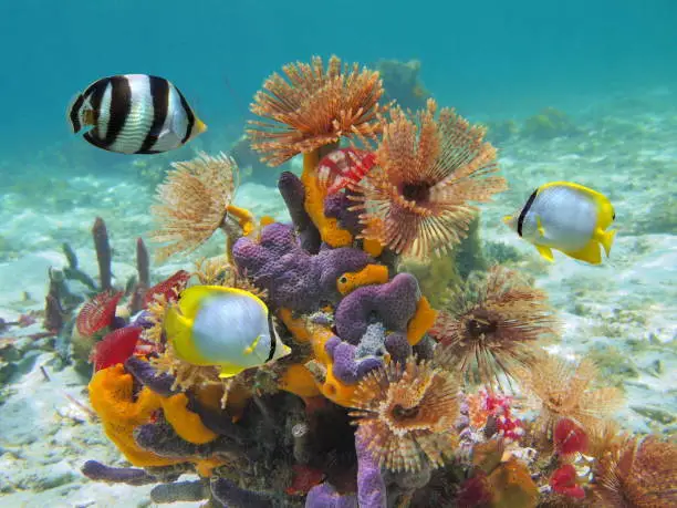 Colorful marine life underwater in the Caribbean sea with worms, sponges and tropical fish