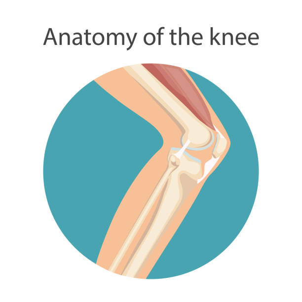 무릎 관절 - cartilage patella human knee medical exam stock illustrations