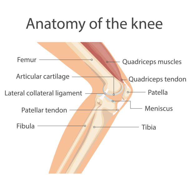 knee joint Anatomy of the knee joint, The main parts of the knee joint. Knee-joint For basic medical education. Vector illustration human leg muscle stock illustrations