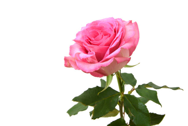 istock Pink rose, mother day flower 1168634884