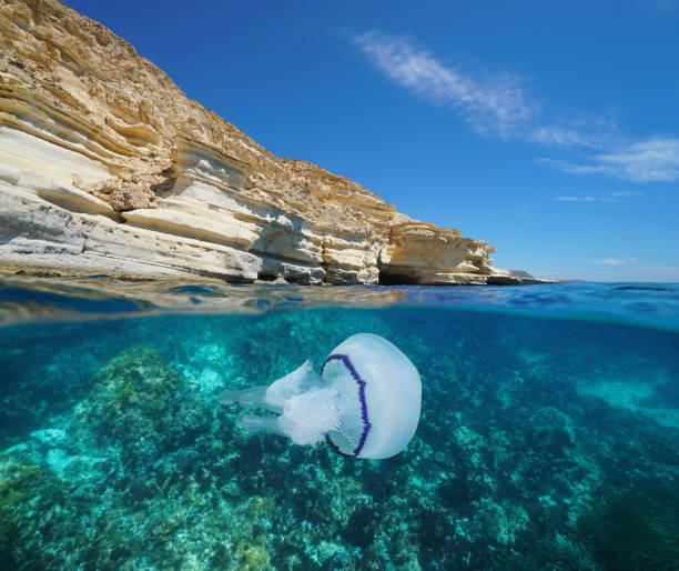 istock Coastal cliff jellyfish underwater Mediterranean 1168636442