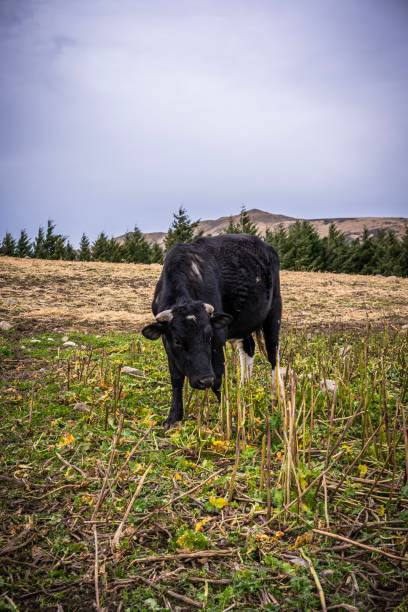 istock New zealand Cow 1168636457