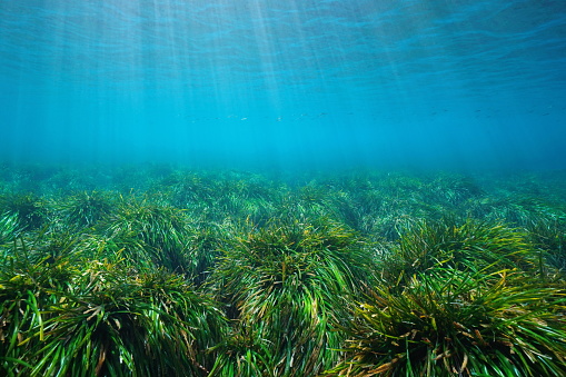 Grassy seabed underwater in the Mediterranean sea, neptune grass Posidonia oceanica, Cabo de Gata Nijar, Almeria, Andalusia, Spain