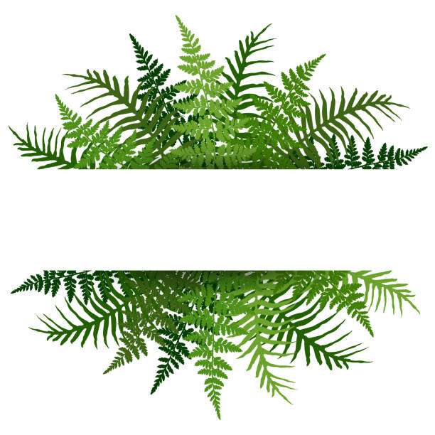 illustrazioni stock, clip art, cartoni animati e icone di tendenza di felce frond foglie tropicali cornice illustrazione vettoriale. la pianta del cespuglio lascia la decorazione su sfondo bianco. - felce