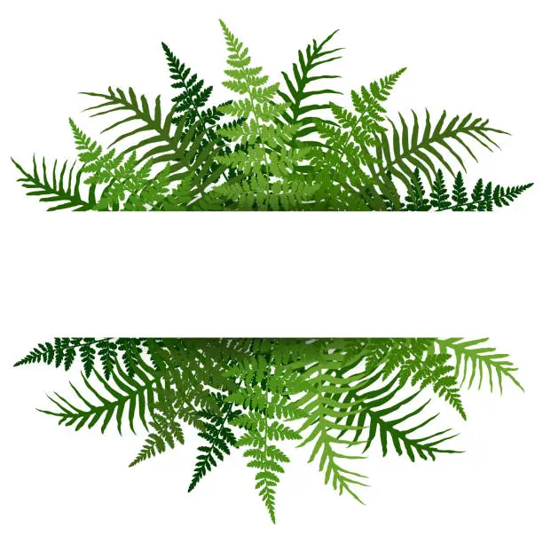 Vector illustration of Fern frond tropical leaves frame vector illustration. Bush plant leaves decoration on white background.