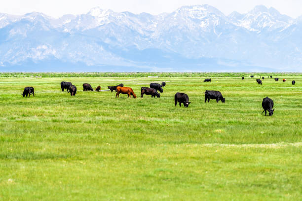 サウスウェストコロラドハイウェイ285は、中央とモンテビスタの近くに農村の田舎の農場の牧草地と牛とロッキー山脈の景色を望みます - western usa mountain peak landscape farm ストックフォトと画像